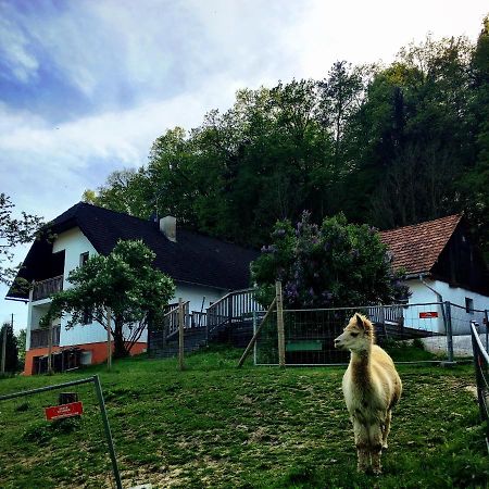 Cria Valley Alpacas Villa Riegersburg Kültér fotó